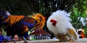 Đá Gà Thomo - Trải Nghiệm Trường Đấu Đá Gà Đỉnh Cao