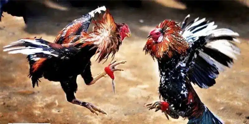 Đá Gà Campuchia - Trải Nghiệm Tựa Game Đỉnh Cao Cùng HB88